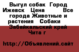 Выгул собак. Город Ижевск › Цена ­ 150 - Все города Животные и растения » Собаки   . Забайкальский край,Чита г.